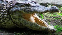2012. 05. 03. Kubanski krokodili - ZR - Beo Zoo Vrt