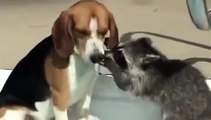 Sogna di diventare un dentista, procione fa pratica con un beagle