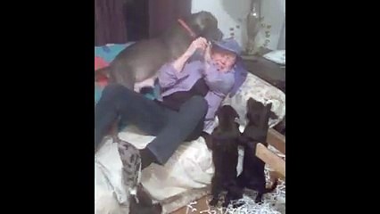 Need a Monday moodboost, How about a room full of happy puppies