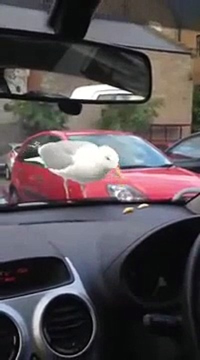 How to Troll Seagull