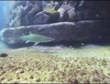 Grey Nurse Sharks Maroubra 2006