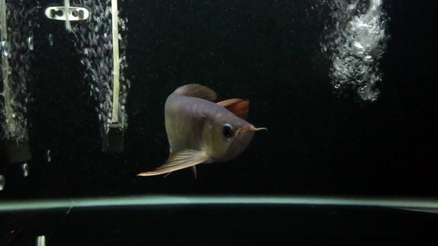 Cá Rồng Huyết Long Huy Thảo Yuki 18 20cm 6520