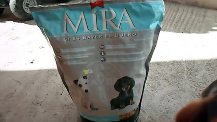 Gestacion de basset hound con 50 dias (proceso de embarazo)