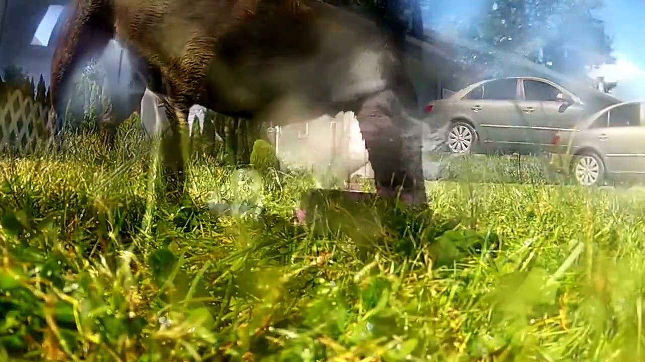 Funniest Animal Fails Compilation || FailArmy
