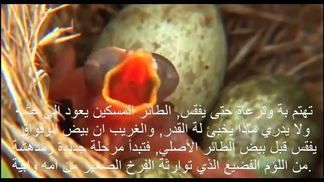 طائر الوقواق اللئيم لن تصدق عيناك مدى اللؤمه