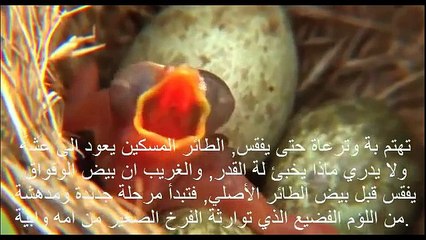 طائر الوقواق اللئيم لن تصدق عيناك مدى اللؤمه