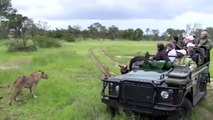 Lion Pride Battle with Buffalo: Cub Narrowly Escapes - Londolozi
