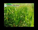 Fertil P Agro - Tierra de Diatomeas 100% Natural