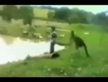 When animal gone wild Funny Pranks and Funny Animals Clips 2014