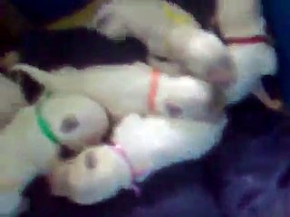 terrier puppies crying for mother's milk