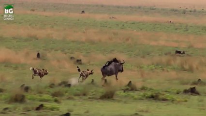 Yaban Köpeklerinin Antilop Avı