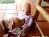 Baby and Dog Funny Video   Funny babies annoying dogs   Cute dog & baby   baby clip   baby funny