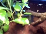 My White-Lipped Tree frog
