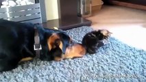 Best Funny Dogs and Cats 2015   Dpgs Annoying Cats with Friendship