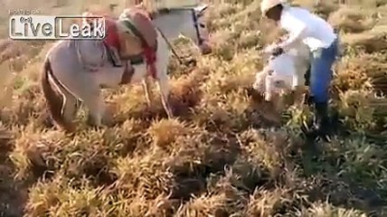 Une mule se prend pour un chien de garde et protège ce fermier