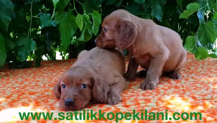 İrlanda Setter Yavrular 05412625853