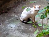 Mother Cat and her kittens from Calicut, Kerala, INDIA !