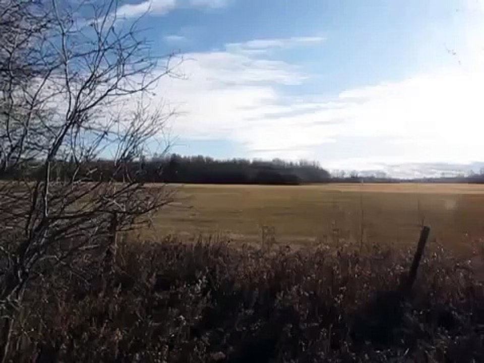 3 Large Bull Moose fighting over horny cow in northern Alberta