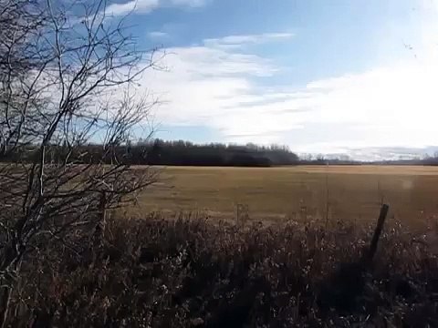 3 Large Bull Moose fighting over horny cow in northern Alberta