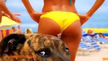 Funny Dog Videos - Funny Cat Videos - Funny Naughty Dog - The Best Funny Dog and Cat 2015  #2