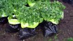Growing potatoes in compost bags