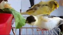Schtirlitz - der singende Kanarienvogel