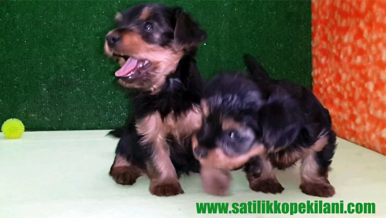Satılık Yorkshire Terrier Yavrular 05412625843