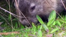 Begegnung mit einem Wombat - Australien 2006