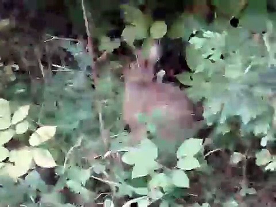 Lapin au Parc du Bic - 28 Août 2006