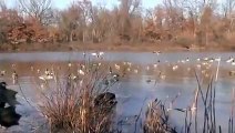 Best Ducks Hunting