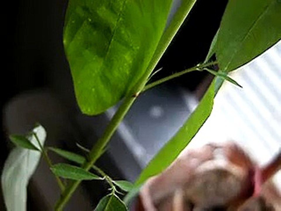 Telegraph Plant Desmodium motorium Desmodium gyrans Aturi