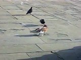Pigeons Humping Dead Pigeon