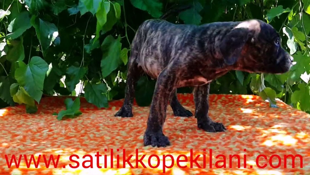 Satılık Presa Canario Yavrular 05412625853
