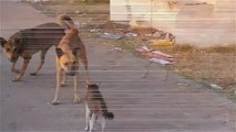 funny animals cats and dogs - cool cat - Cat wins two Dogs - cats and dogs funny videos