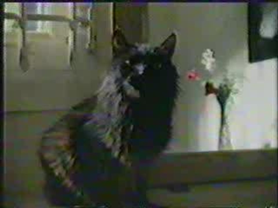 Stevie Ray Vaughan - Interview