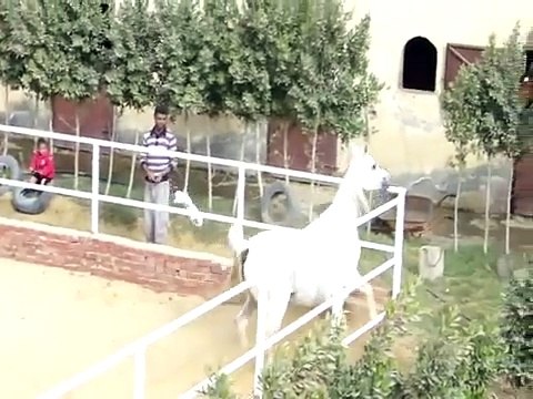 جمال الخيول العربية والفرسة تهاديل