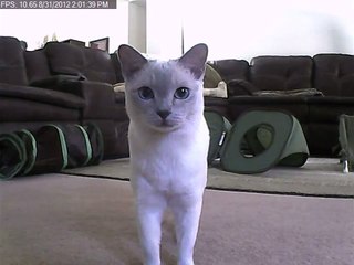 Tonkinese Curious Kitty - Surveillance Camera Out-take