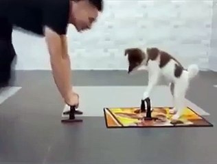 Funny dog exercise   boss and dog exercise  dog exercise