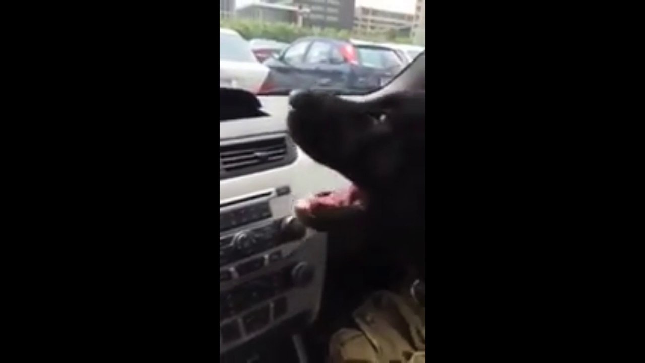 Un chien qui aime la clim' !