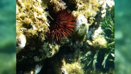 Panasonic FT5 : présentation du compact étanche et verdict