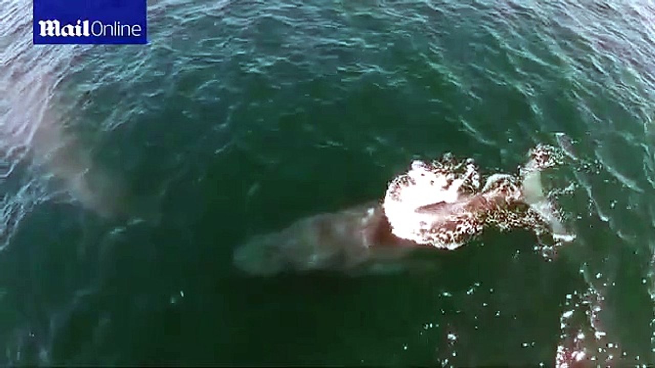 Conoce a la ballena que crea arcoíris