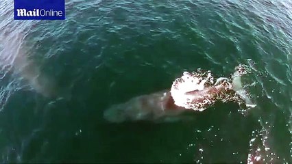 Conoce a la ballena que crea arcoíris