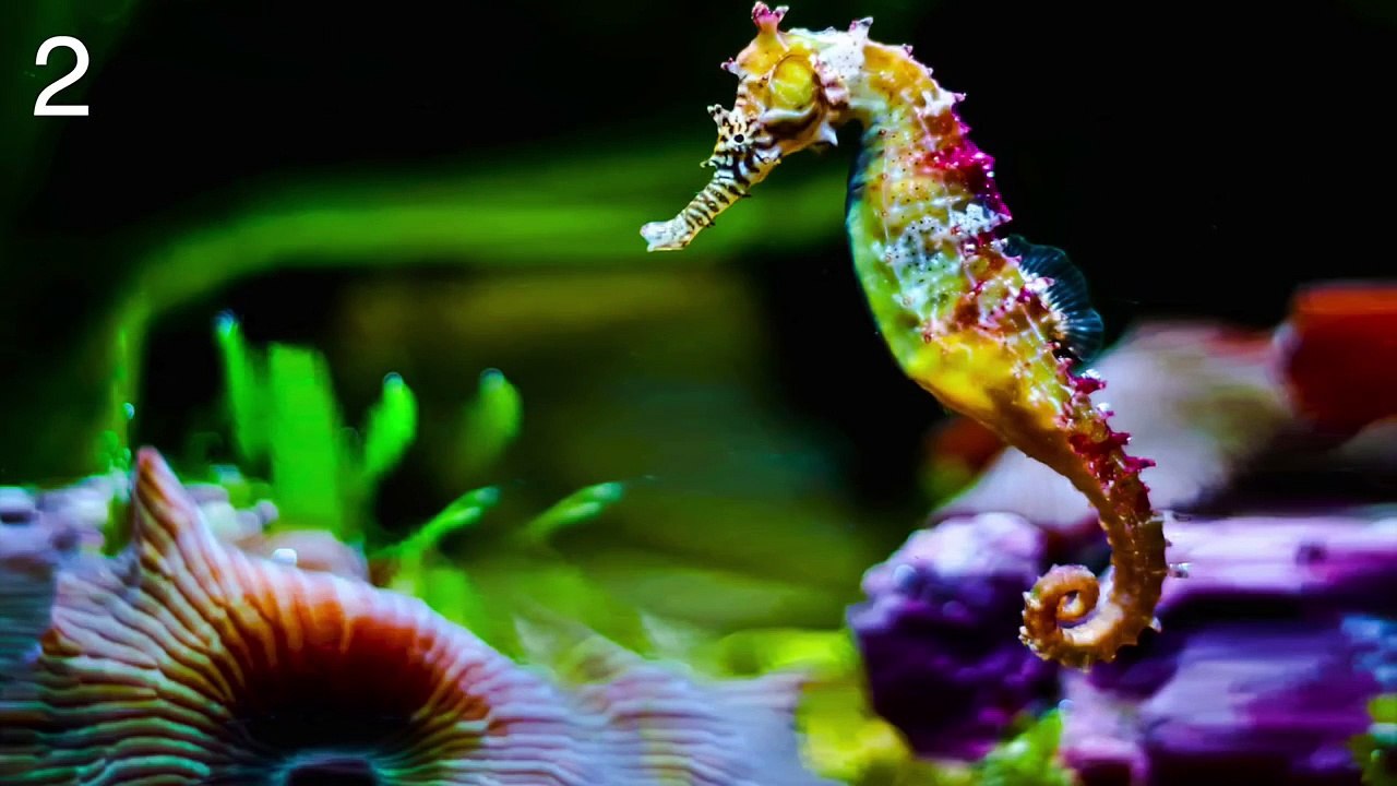 100 Cosas Increíbles Que No Sabias del Mundo