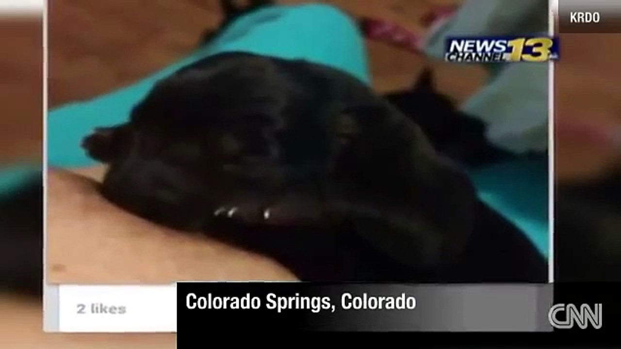 Woman breastfeeds puppy