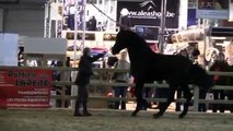 Flanders Horse Expo 2012 - Pura Raza Española