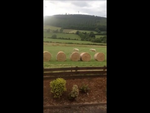 Des Moutons qui s'Eclatent sur des Bottes de Foin