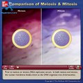 comaprison of meiosis & mitosis flv
