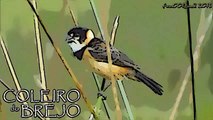 Canto do Coleiro-do-Brejo (Sporophila collaris) Rusty-collared Seedeater #1