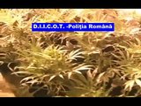 Cea mai mare cultura de cannabis din Romania, la Arad