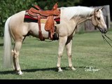 Seek Gold / Kutie Performance Horses/ Offered For Sale